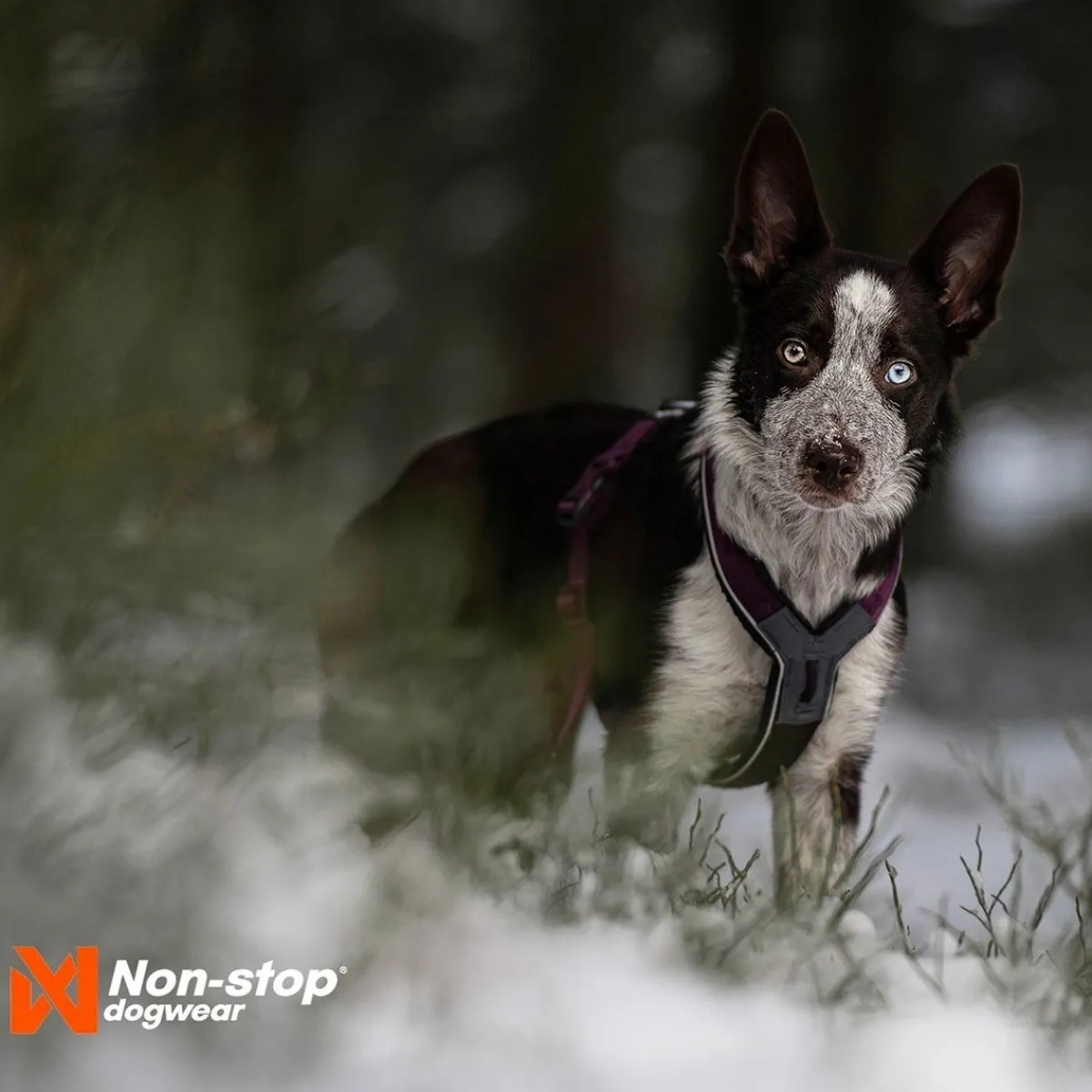 Non-stop dogwear Koiran Valjaat*Line harness 5.0, violetti