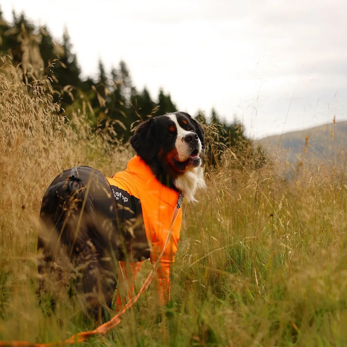 Non-stop dogwear Koiran Haalarit|Koiran Vaatteet*Protector puku, narttumalli