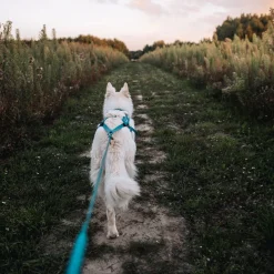 Non-stop dogwear Koiran Valjaat|Retkeily Koiran Kanssa*Non-Stop Freemotion valjaat 5.0, sinivihreä