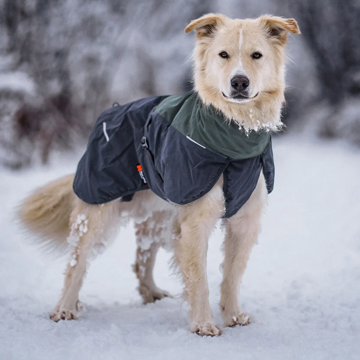 Non-stop dogwear Koiran Vaatteet|Koiran Talvitakit*Non-Stop Glacier wool 2.0 talvitakki, vihreä/harmaa