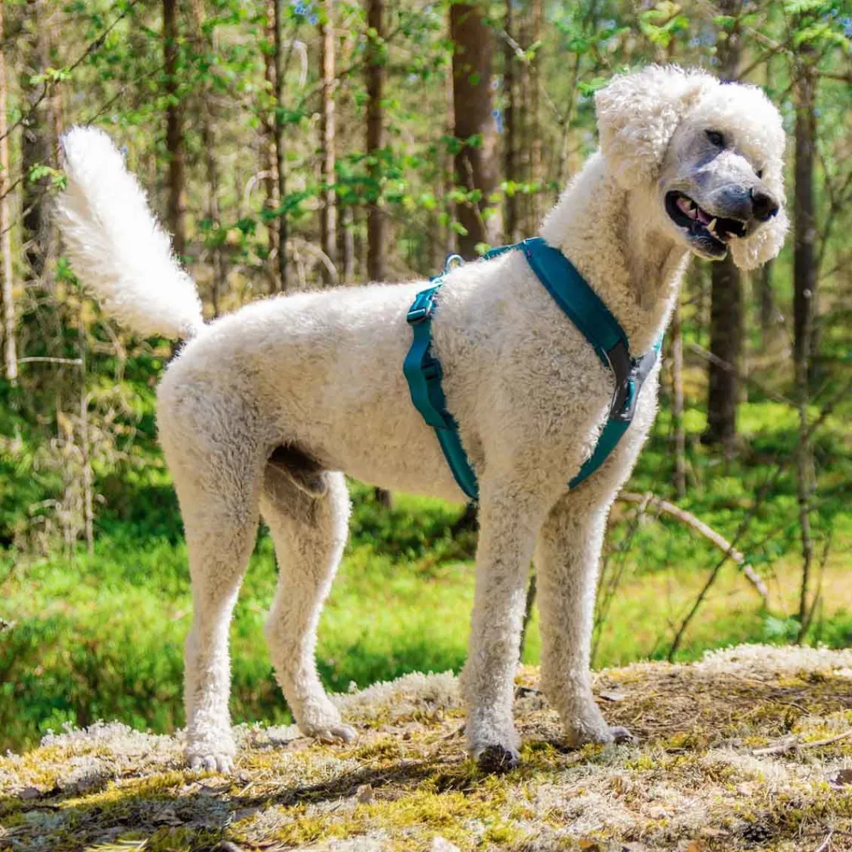 Non-stop dogwear Koiran Valjaat*Non-Stop Line valjaat 5.0, sinivihreä