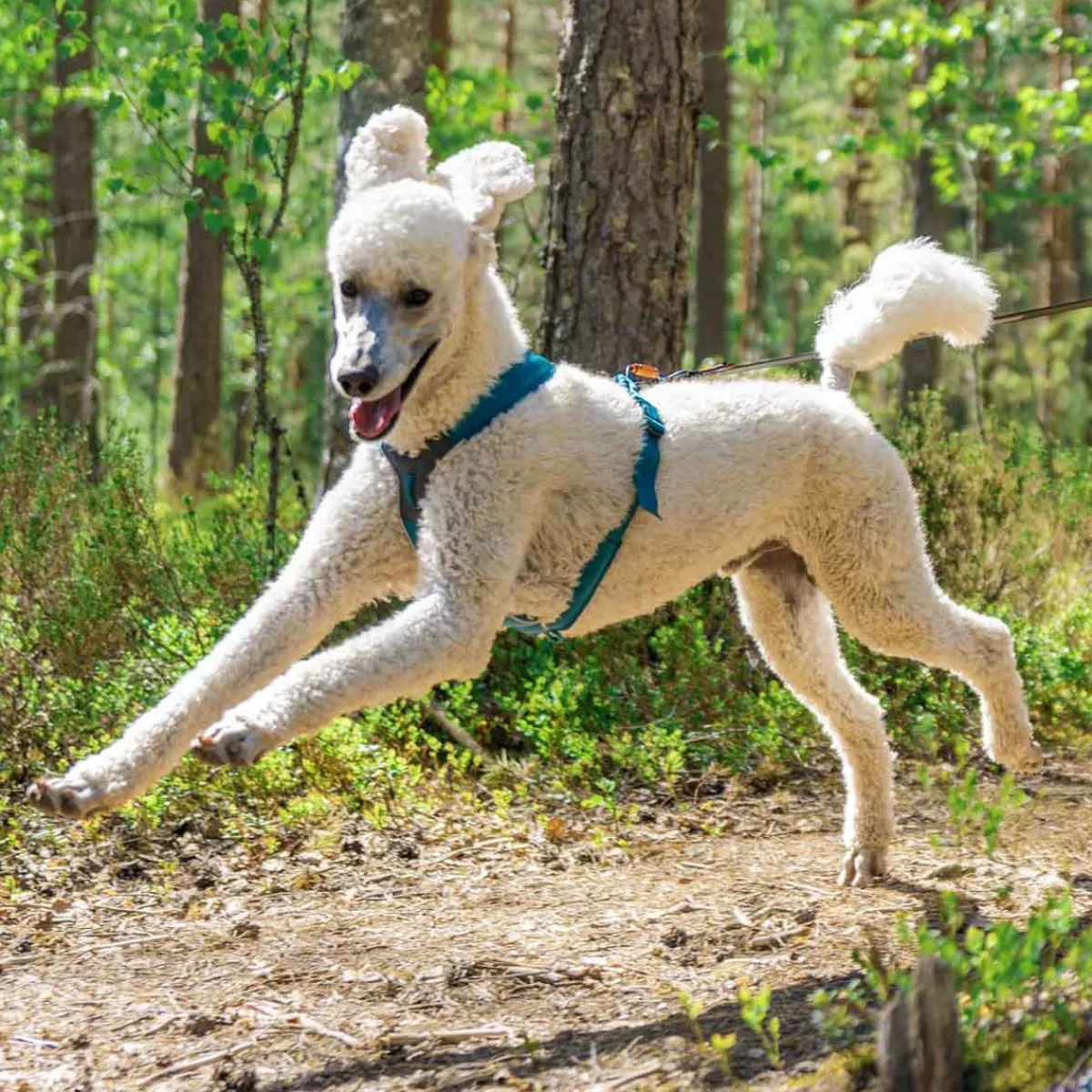 Non-stop dogwear Koiran Valjaat*Non-Stop Line valjaat 5.0, sinivihreä