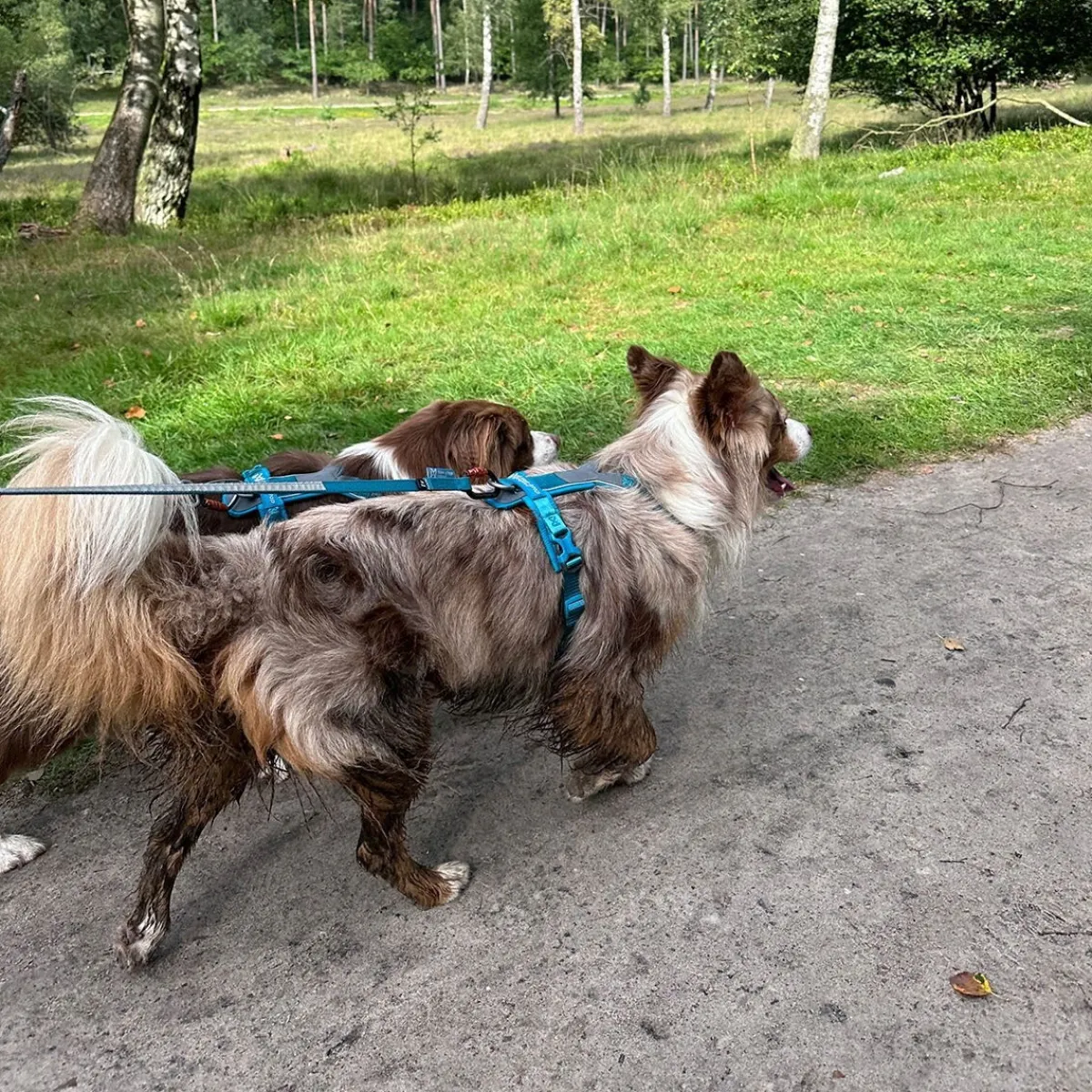 Non-stop dogwear Koiran Valjaat*Non-Stop Line valjaat 5.0, sinivihreä