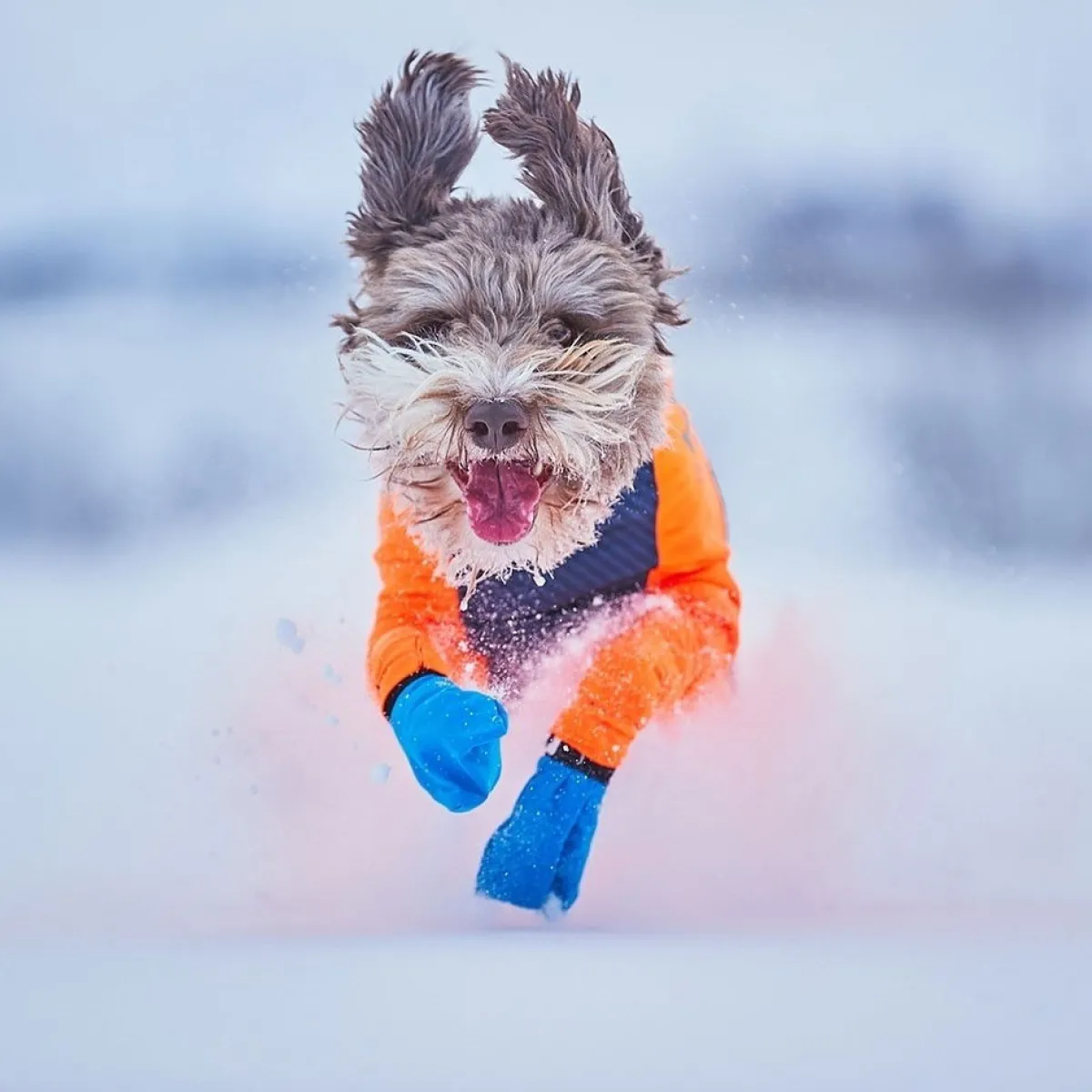 Non-stop dogwear Koiran Vaatteet|Koiran Tossut*Non-stop Long Distance Bootie