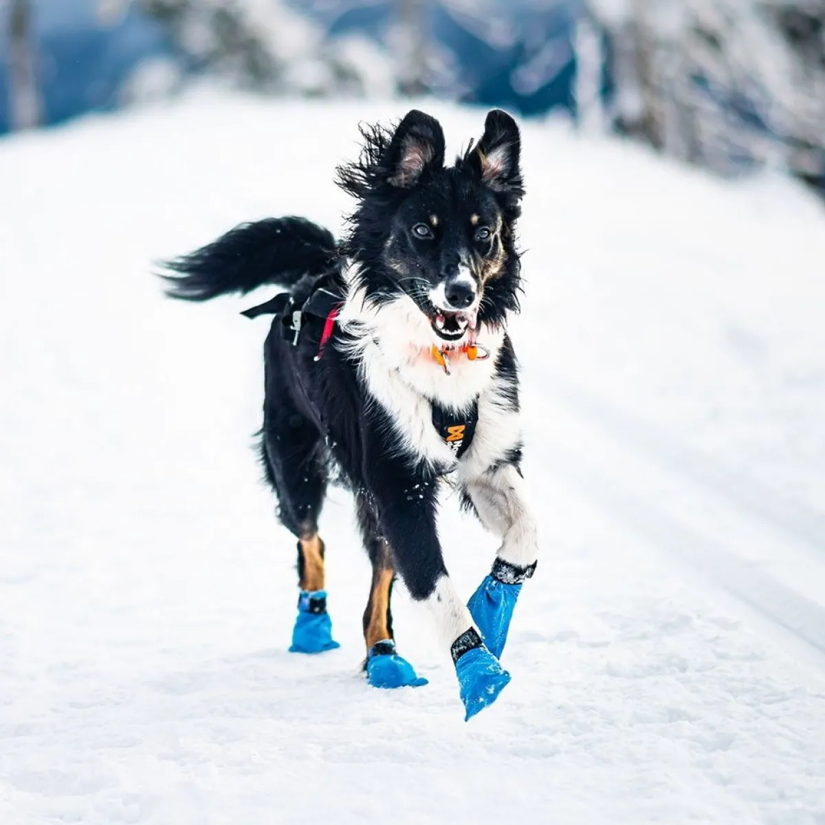 Non-stop dogwear Koiran Vaatteet|Koiran Tossut*Non-stop Long Distance Bootie