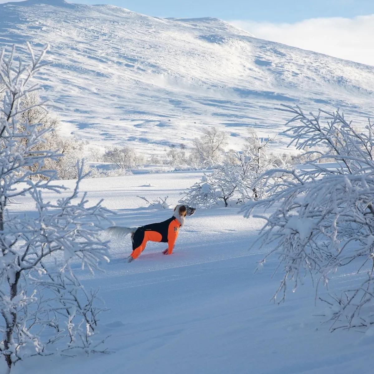 Non-stop dogwear Koiran Haalarit|Koiran Vaatteet*Non-Stop Protector Snow haalari, narttumalli