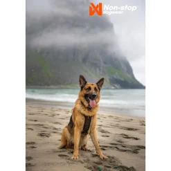 Non-stop dogwear Koiran Valjaat*Non-Stop Rock -koiran valjaat, musta/oranssi