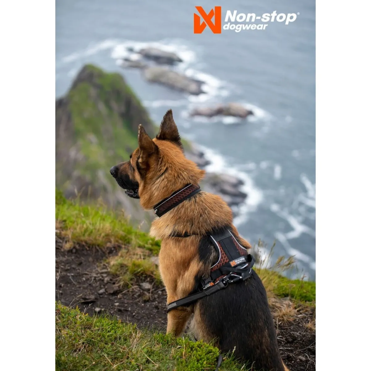 Non-stop dogwear Koiran Valjaat*Non-Stop Rock -koiran valjaat, musta/oranssi