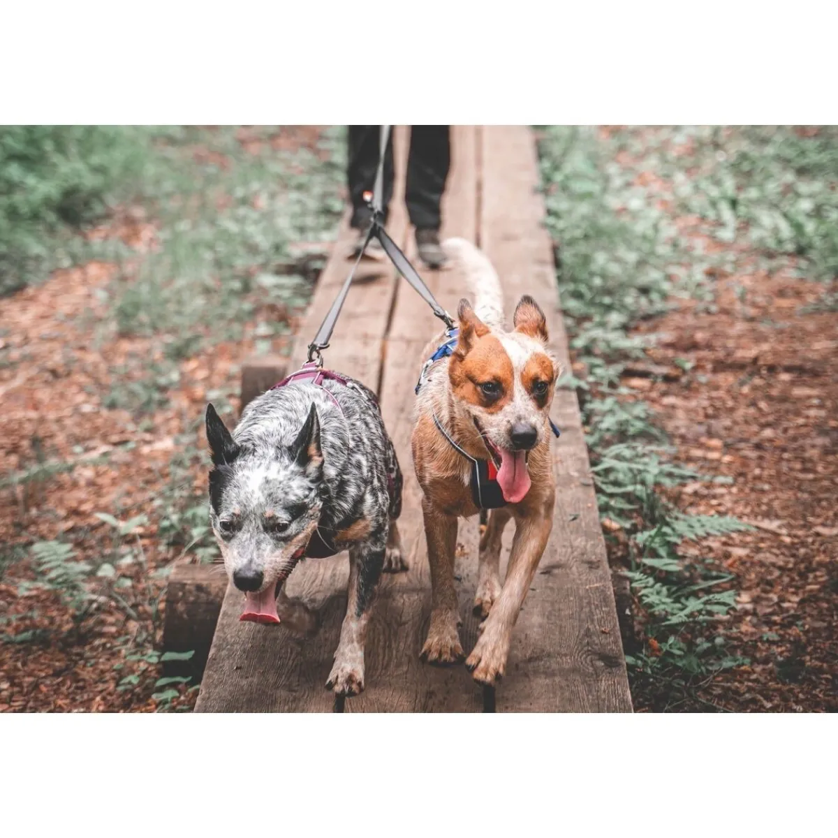 Non-stop dogwear Koiran Hihnat Ja Flexit*Non-Stop Touring Double Y-jakaja