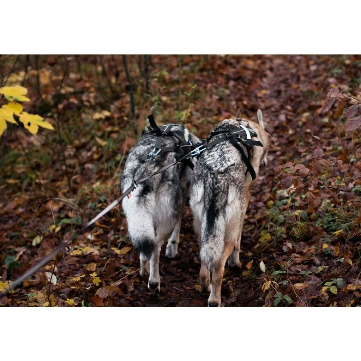 Non-stop dogwear Koiran Hihnat Ja Flexit*Non-Stop Touring Double Y-jakaja