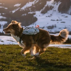 Non-stop dogwear Koiran Reput|Retkeily*Non-Stop Trail Light -koiran reppu
