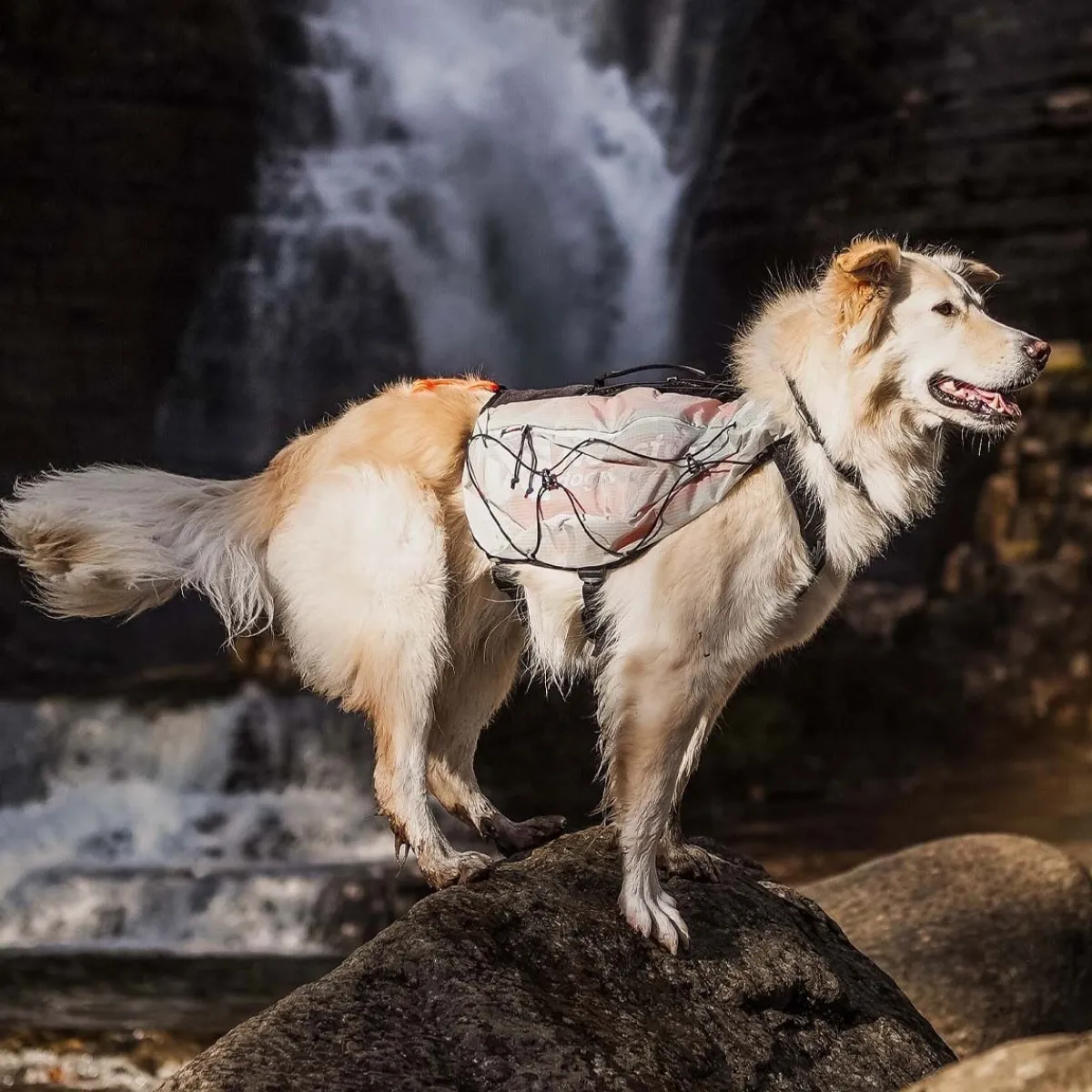 Non-stop dogwear Koiran Reput|Retkeily*Non-Stop Trail Light -koiran reppu