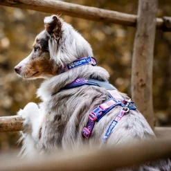 Non-stop dogwear Koiran Pannat*Non-stop Trail quest RP kaulapanta purple/pink