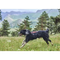 Non-stop dogwear Koiran Valjaat|Retkeily Koiran Kanssa*Non-Stop -valjaat Rock Long