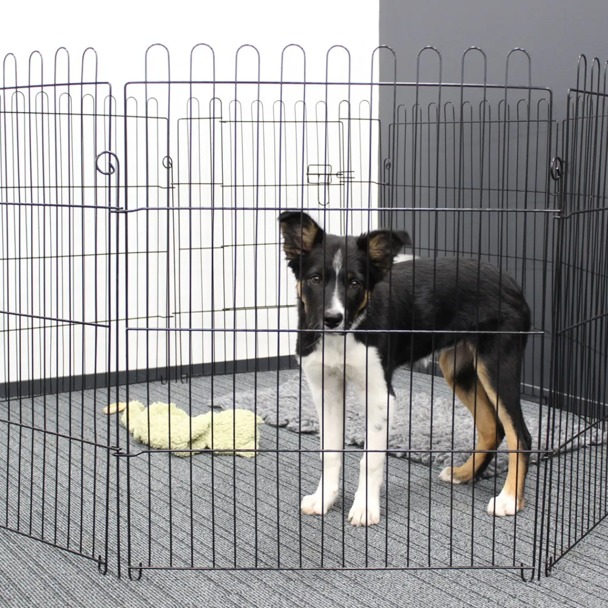 PetEasy Pentuaitaukset*Pentuaitaus Pet Easy