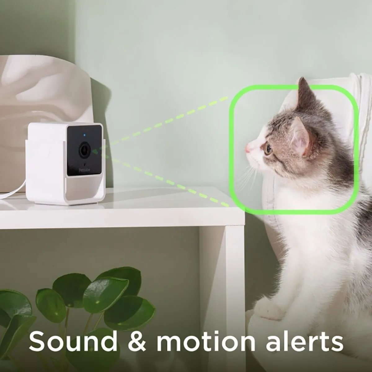 Petcube Koirakamerat|Lemmikkiteknologia*Cam lemmikkikamera kotiin