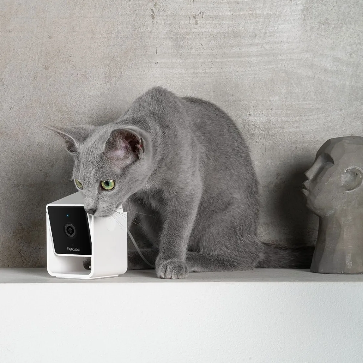 Petcube Koirakamerat|Lemmikkiteknologia*Cam lemmikkikamera kotiin