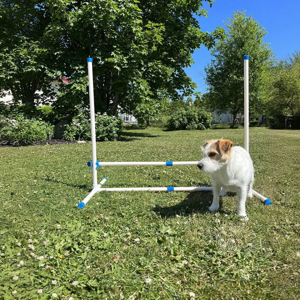PetEasy Agility|Agility*Koiran agilityestesetti