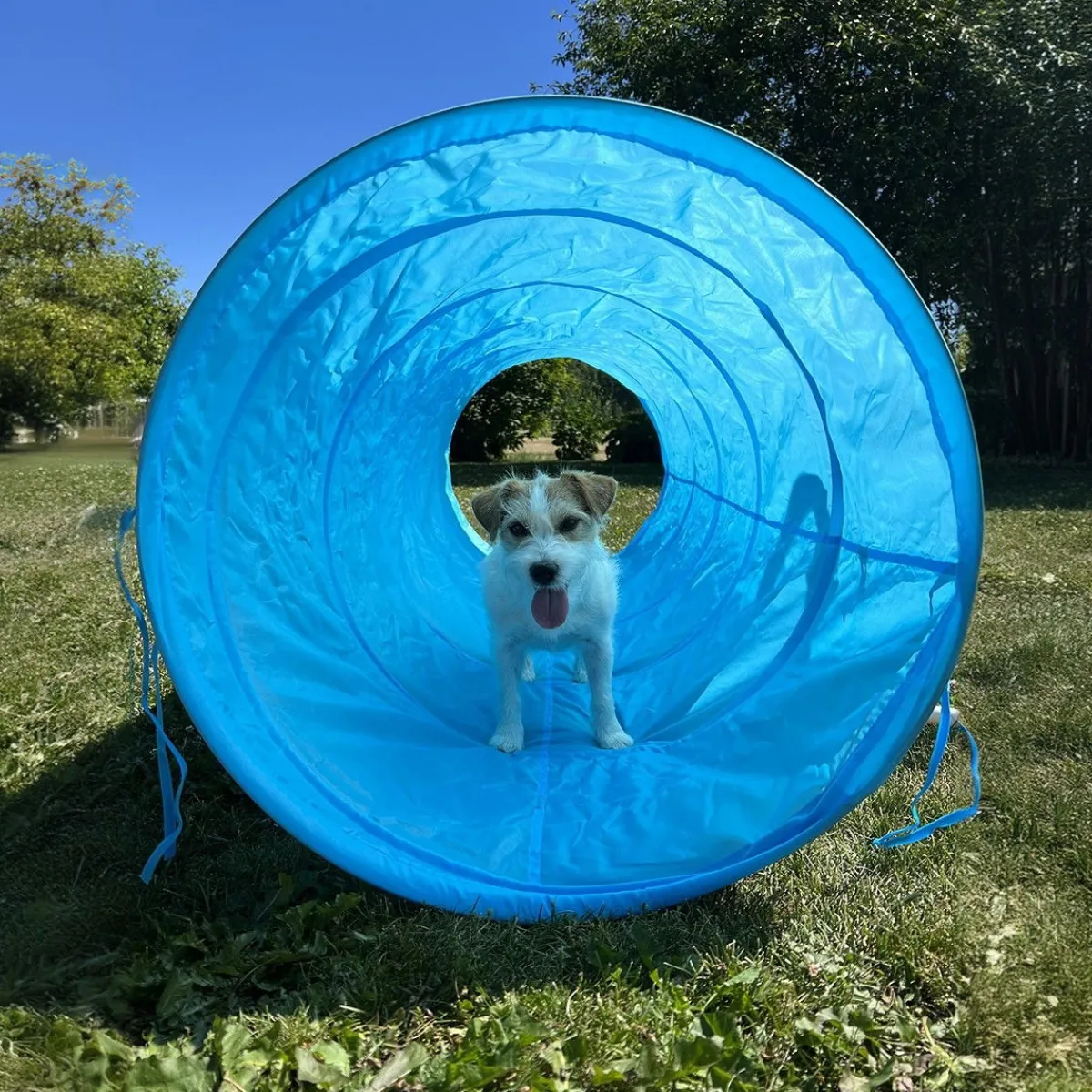 PetEasy Agility|Agility*Koiran agilityestesetti