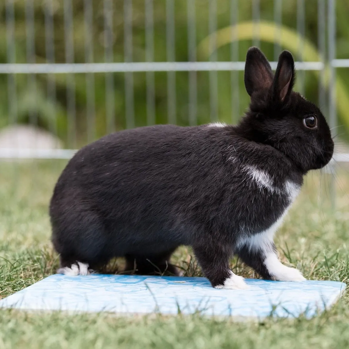Trixie Pesäkopit Ja Häkin Sisustus|Pieneläinten Häkin Sisustus*Pieneläimen viilennysalusta