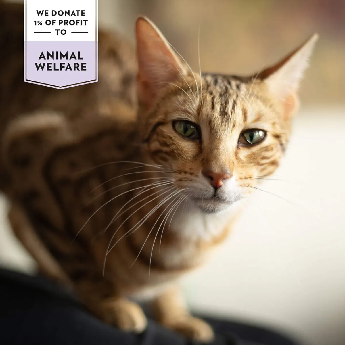 PrimaCat Funktionaaliset Kissanherkut|Uutuudet Kissoille*Prima Cat Crunchy Skin & Coat 40 g