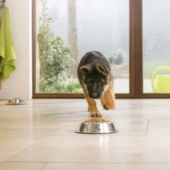 Purina Pro Plan Penturuoka|Koiran Kuivaruoka*Pro Plan Large Puppy Athletic