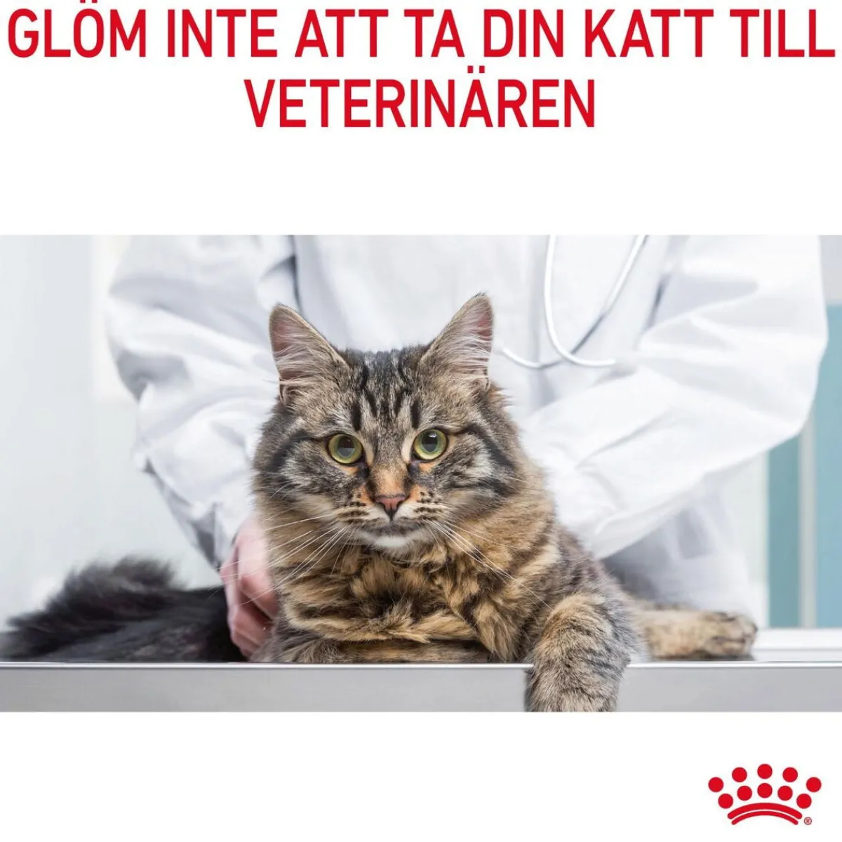 Royal Canin Vähärasvainen Kissanruoka|Kissan Kuivaruoka*Appetite Control Care