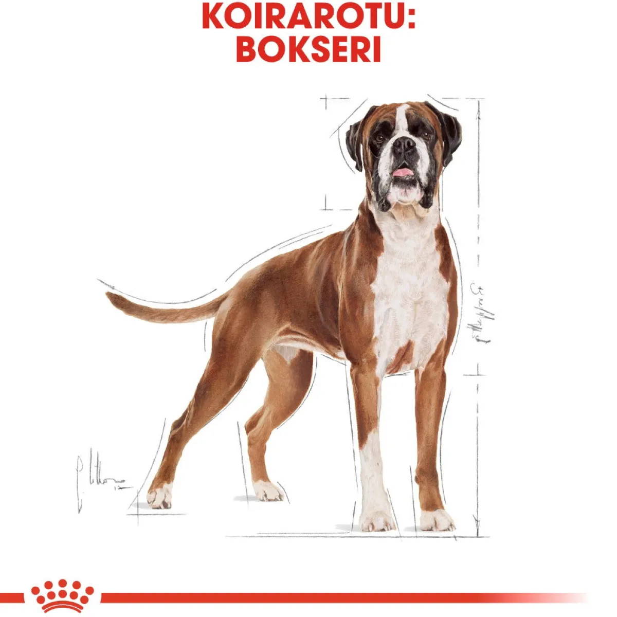 Royal Canin Koiran Kuivaruoka|Tarjoukset Koirille*Boxer Adult 12 kg