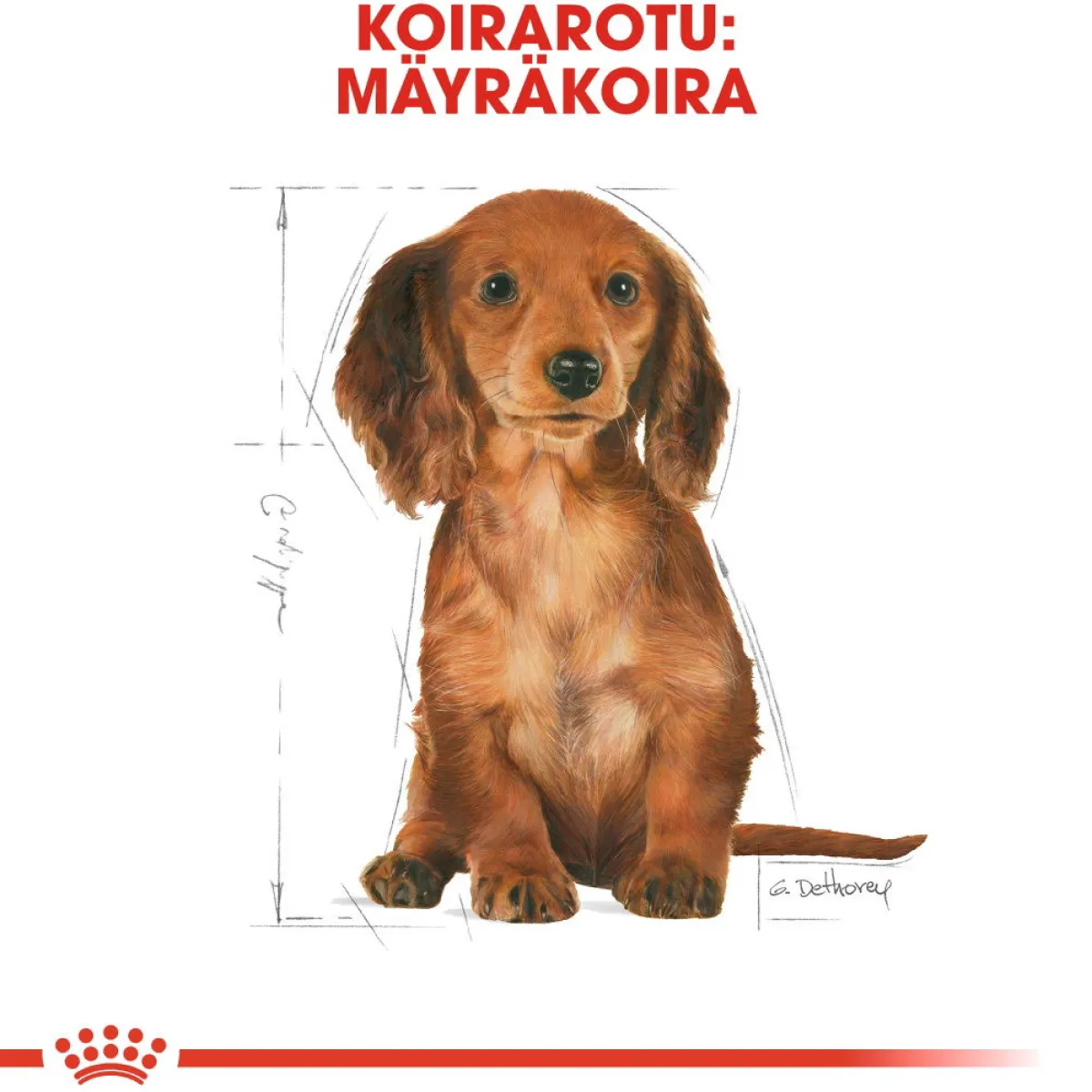 Royal Canin Penturuoka|Koiran Kuivaruoka*Breed Dachshund Puppy 1,5 kg