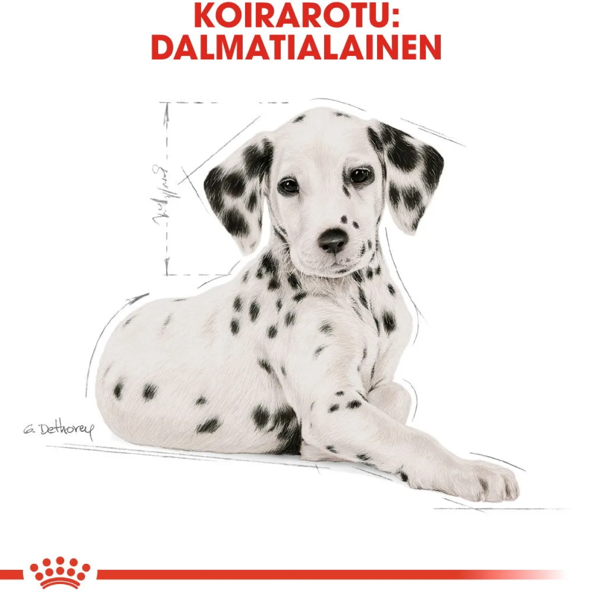 Royal Canin Penturuoka|Koiran Kuivaruoka*Breed Dalmatian Puppy