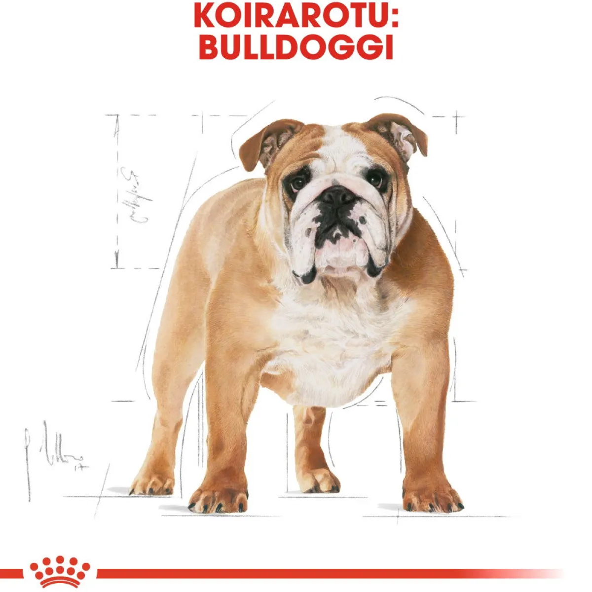 Royal Canin Koiran Kuivaruoka|Tarjoukset Koirille*Bulldog Adult 12 kg
