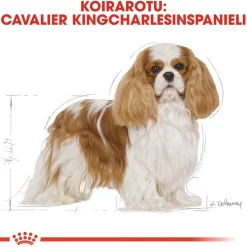 Royal Canin Koiran Kuivaruoka|Tarjoukset Koirille*Cavalier Adult