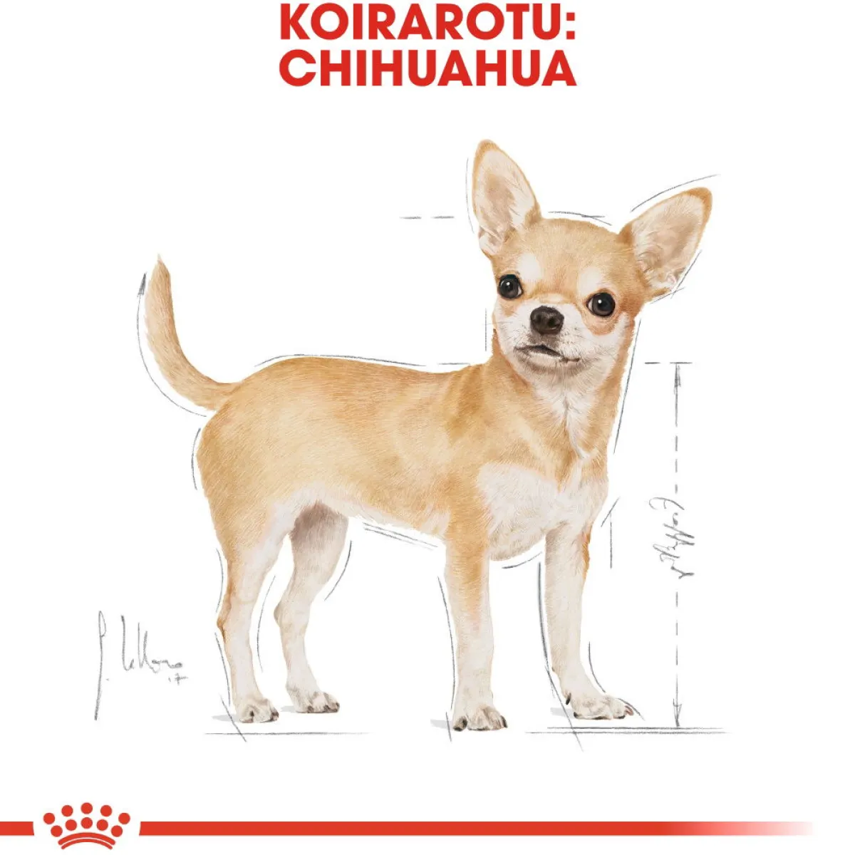 Royal Canin Tarjoukset Koirille|Koiran Märkäruoka Ja Makkarat*Chihuahua Wet 12x85g