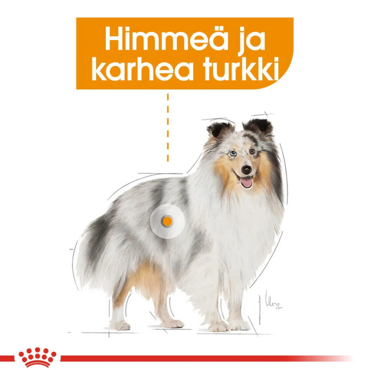 Royal Canin Koiranruoat Erityistapeisiin|Koiran Kuivaruoka*Coat Care Mini