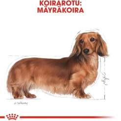 Royal Canin Koiran Kuivaruoka|Tarjoukset Koirille*Dachshund Adult