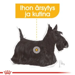 Royal Canin Koiranruoat Erityistapeisiin|Koiran Märkäruoka Ja Makkarat*Dermacomfort wet 12 x 85 g