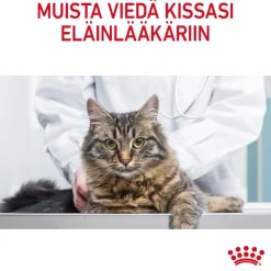 Royal Canin Kissan Kuivaruoka|Kissan Erikoisruoat*Digestive Care