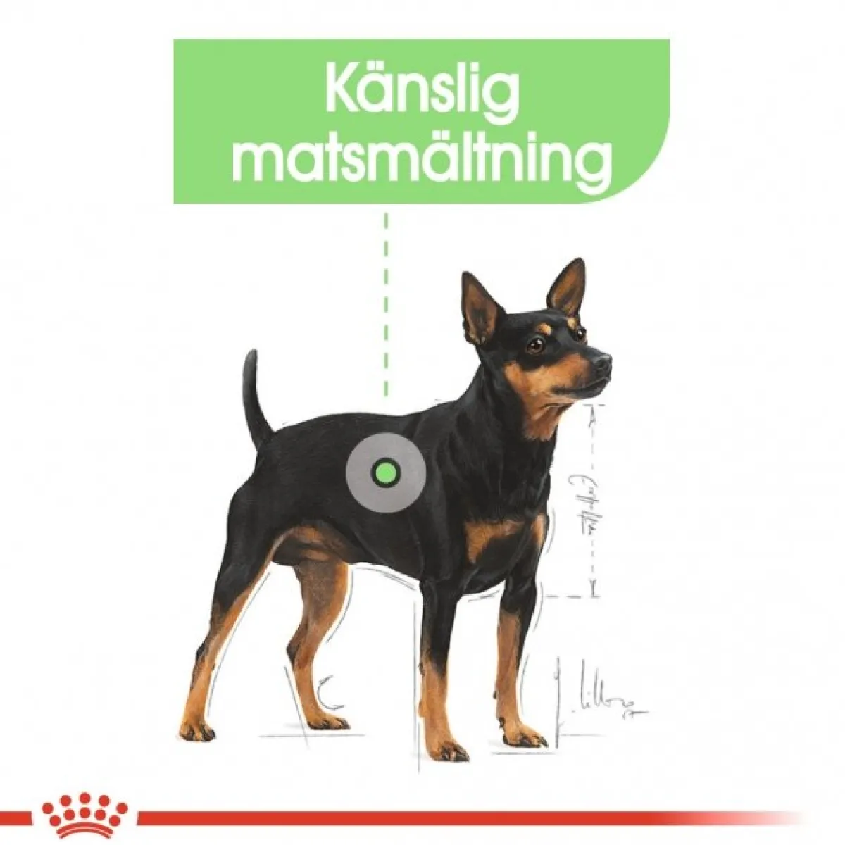 Royal Canin Koiran Märkäruoka Ja Makkarat*Digestive Care wet 48x85 g