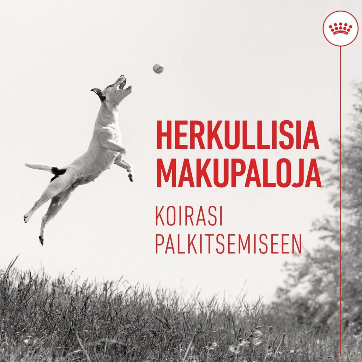 Royal Canin Pikkuherkut Ja Treeninamit*Dog Training Treats 110g