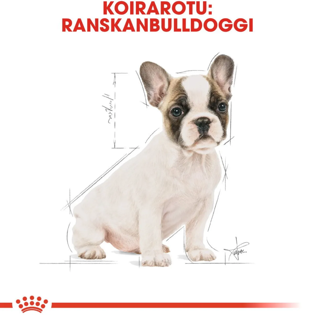 Royal Canin Penturuoka|Koiran Kuivaruoka*French Bulldog Puppy