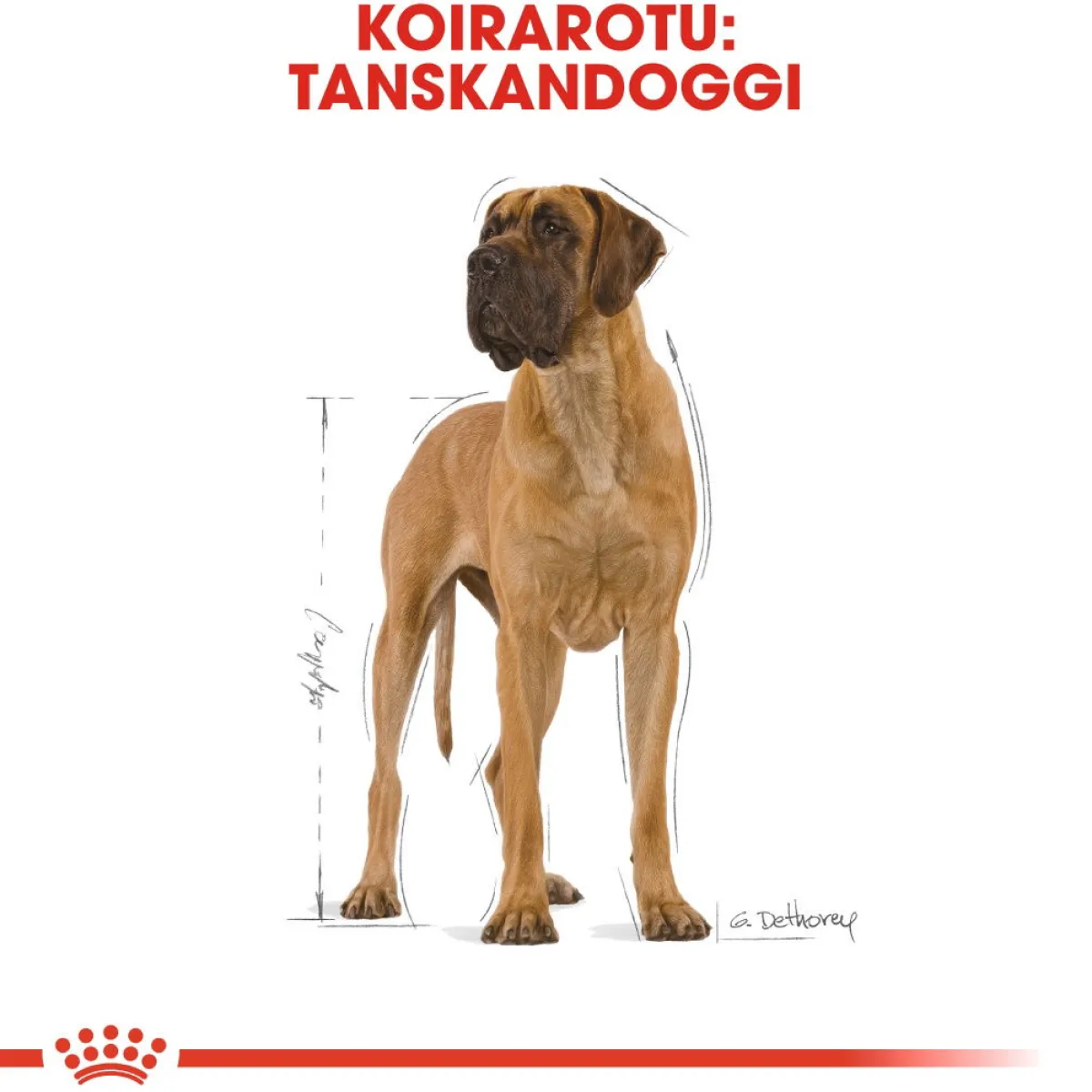 Royal Canin Koiran Kuivaruoka|Tarjoukset Koirille*Great Dane Adult 12 kg