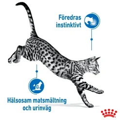 Royal Canin Kissan Märkäruoka*Indoor Jelly 85 g, 48-pack