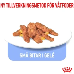 Royal Canin Kissan Märkäruoka*Indoor Jelly 85 g, 48-pack