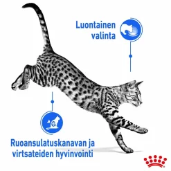 Royal Canin Kissan Märkäruoka|Kissan Erikoisruoat*Indoor Jelly 12 x 85 g