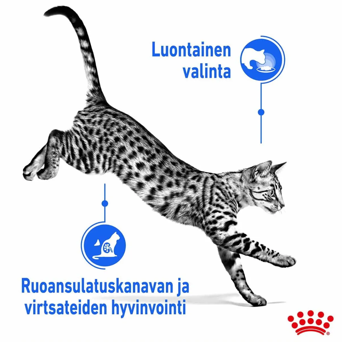 Royal Canin Kissan Märkäruoka|Kissan Erikoisruoat*Indoor Jelly 12 x 85 g