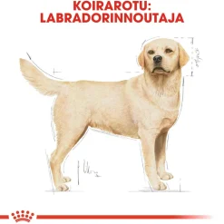 Royal Canin Koiran Kuivaruoka|Tarjoukset Koirille*Labrador Retriever Adult 12 kg