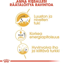Royal Canin Kissan Märkäruoka*Maine Coon 85g, 48-pack