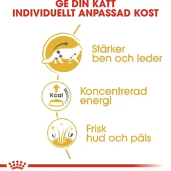 Royal Canin Kissan Märkäruoka*Maine Coon 85g, 48-pack