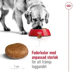 Royal Canin Koiran Kuivaruoka*Maxi Adult 5+ 2 x 15kg