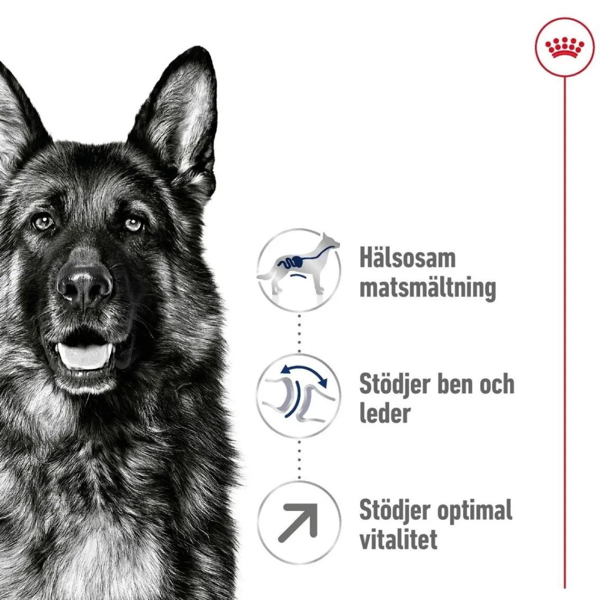 Royal Canin Koiran Kuivaruoka*Maxi Adult 5+ 2 x 15kg